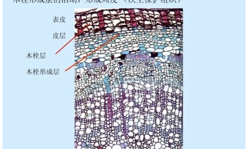 蝴蝶牌的功效和禁忌网蝴蝶牌的功效与作用知识网站,分享蝴蝶牌口碑最好的三款大全